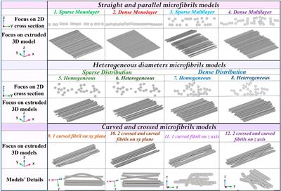 Electric field bridging-effect in electrified microfibrils’ scaffolds